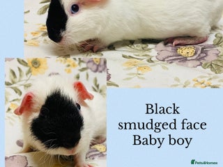 Guinea Pig rodents Beautiful mix of baby male Guineapigs - Advert 12
