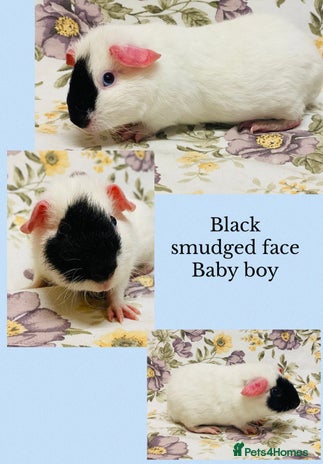 Guinea Pig rodents Beautiful mix of baby male Guineapigs - Advert 11