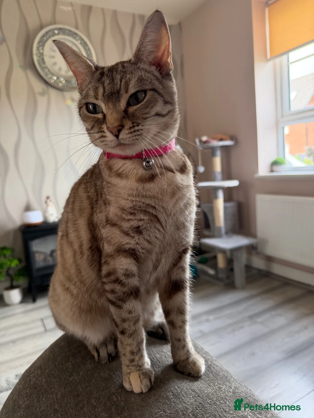 Bengal cats for sale: Bengal Kittens available for Loving Home🩷💙 - Advert 1