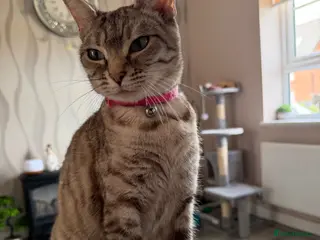 Bengal cats Bengal Kittens available for Loving Home🩷💙 - Advert 3