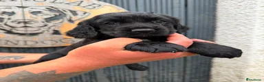 Cocker Spaniel 7