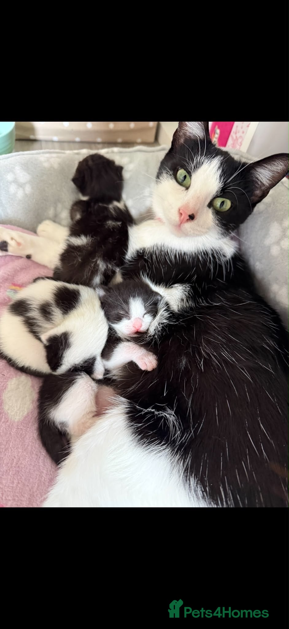 Mixed Breed cats 🐾 Adorable Black & White Kittens 🐾 - Advert 2