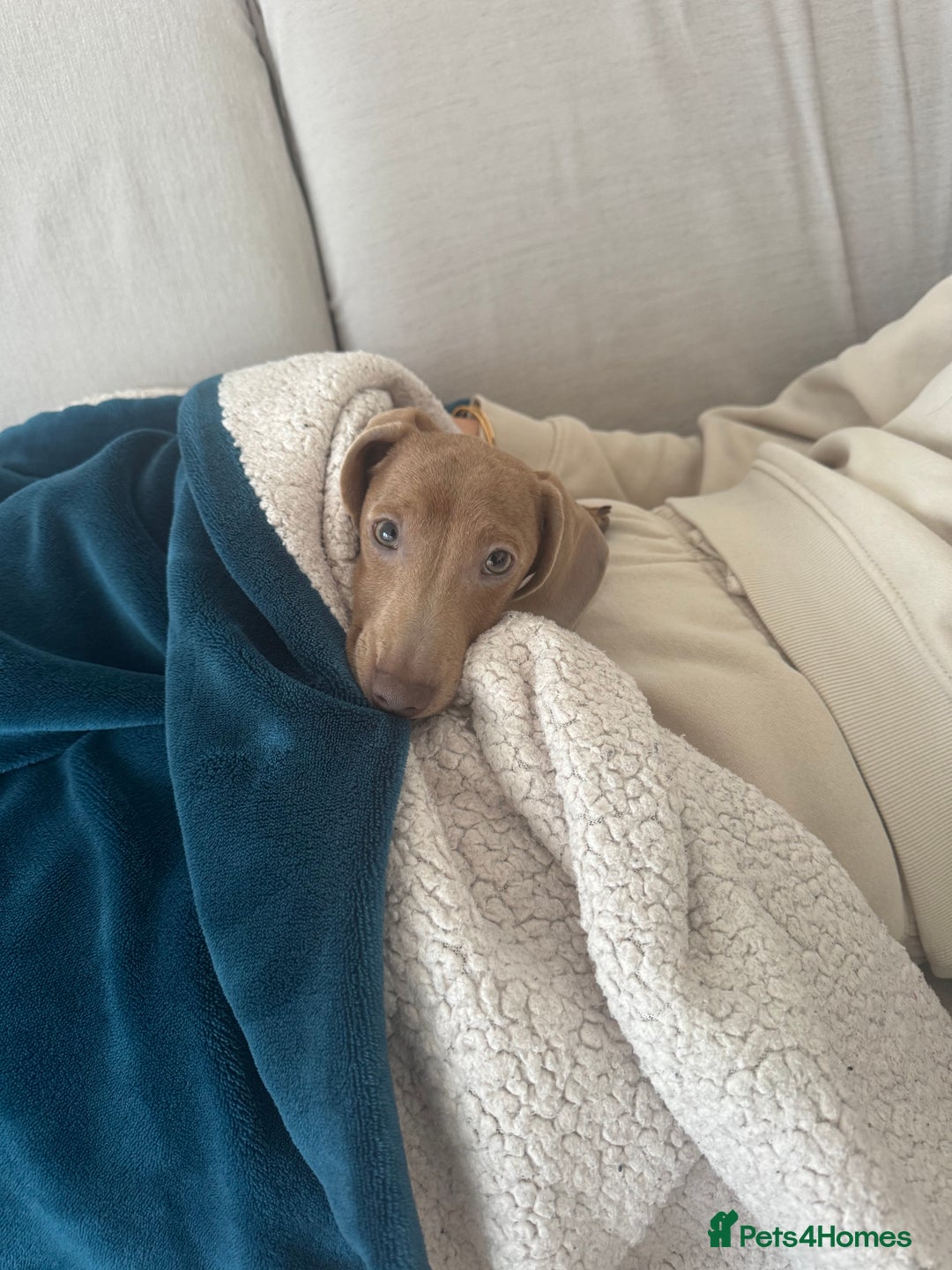 Dachshund dogs for sale: Dachshund  - Advert 2