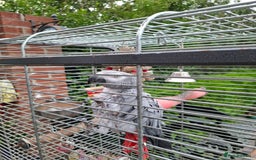 Parrots birds for sale: Female African Grey  - Image 3