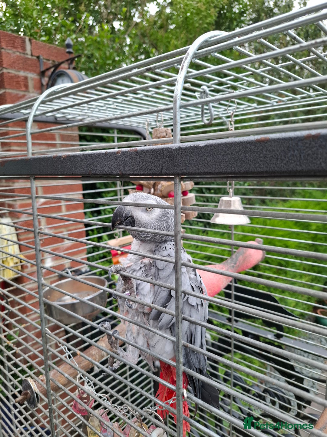 Parrots birds for sale: Female African Grey  - Image 3