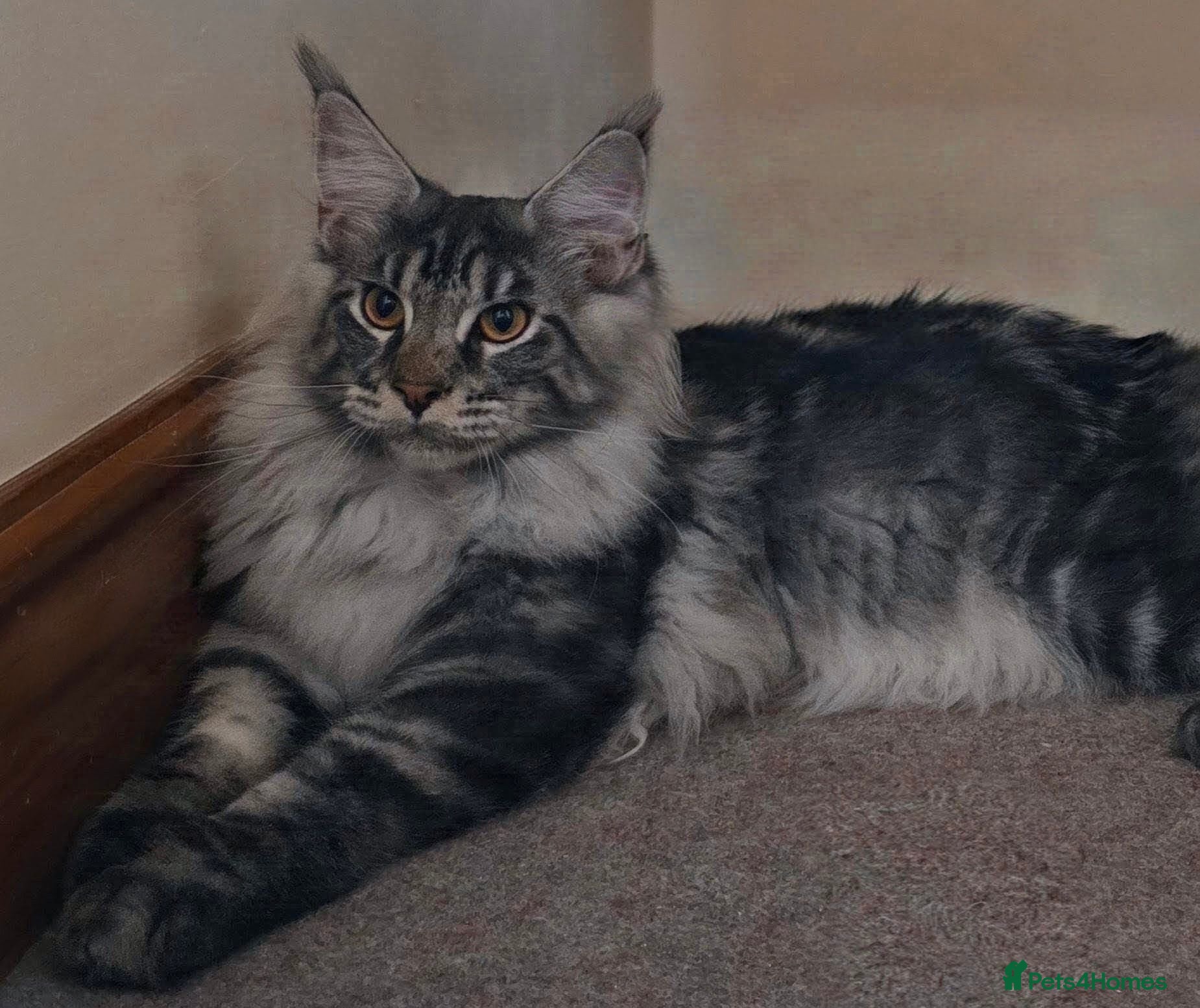 Maine Coon cats Last Stunning GCCF reg. Maine Coon Boy! - Advert 16