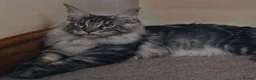 Maine Coon cats for sale: Last Stunning GCCF reg. Maine Coon Boy! - Advert 3