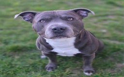 Staffordshire Bull Terrier dogs for sale: Staffy pups ready 26th august 2 brindle 3 blue - Image 6