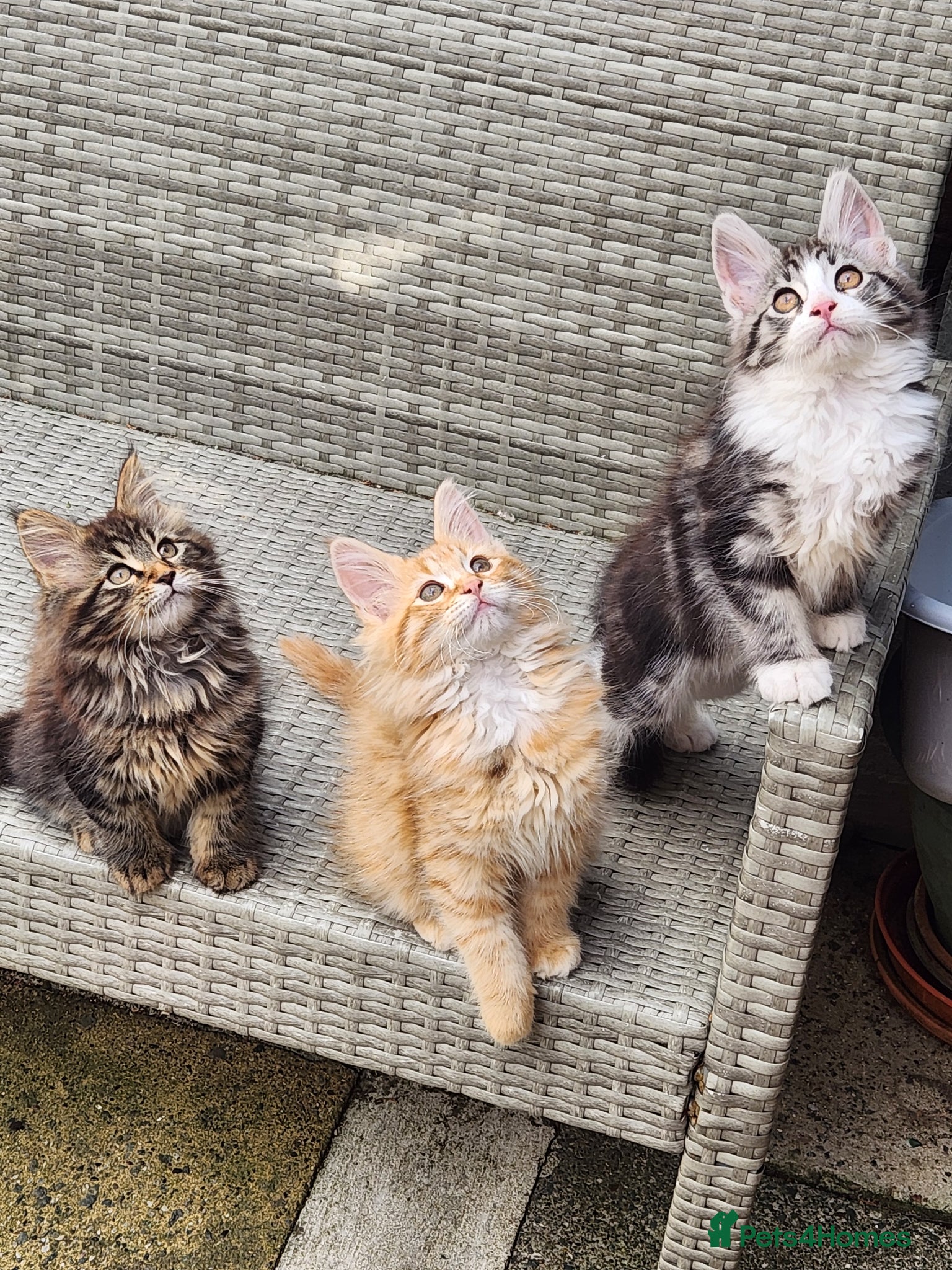 Maine Coon cats Maine Coons Ready Now!! 4 male 1 female  - Advert 7