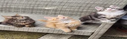 Maine Coon cats for sale: Maine Coons Ready Now!! 4 male 1 female  - Advert 13
