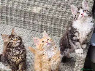 Maine Coon cats Maine Coons Ready Now!! 4 male 1 female - Advert 7