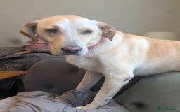 Labrador Retriever dogs for adoption: Dolly in foster in Essex  - Image 1