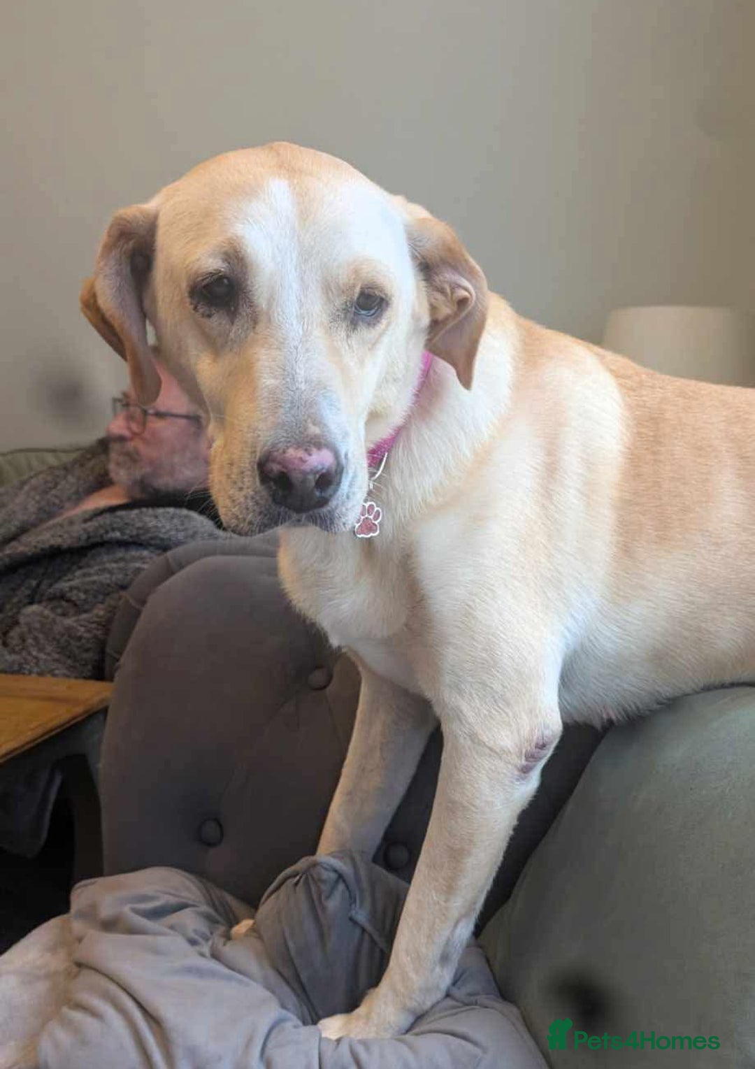 Labrador Retriever dogs for adoption: Dolly in foster in Essex  - Image 1
