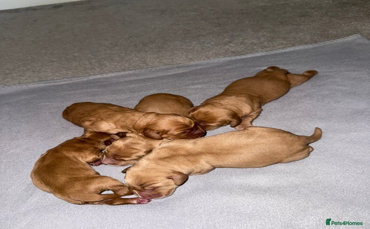 Cockerdor dogs - Advert 1