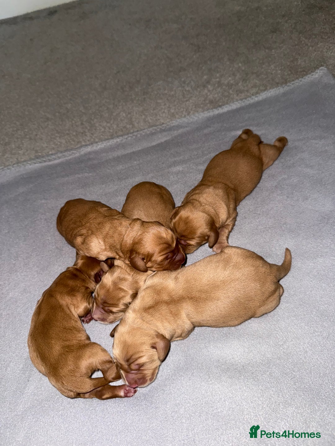 Cockerdor dogs for sale: FOX RED COCKERDOR PUPS  - Image 1