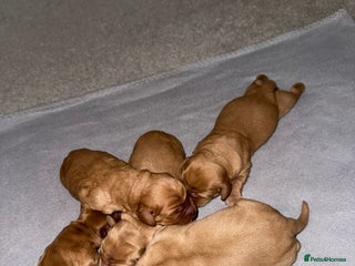 Cockerdor dogs - Advert 1