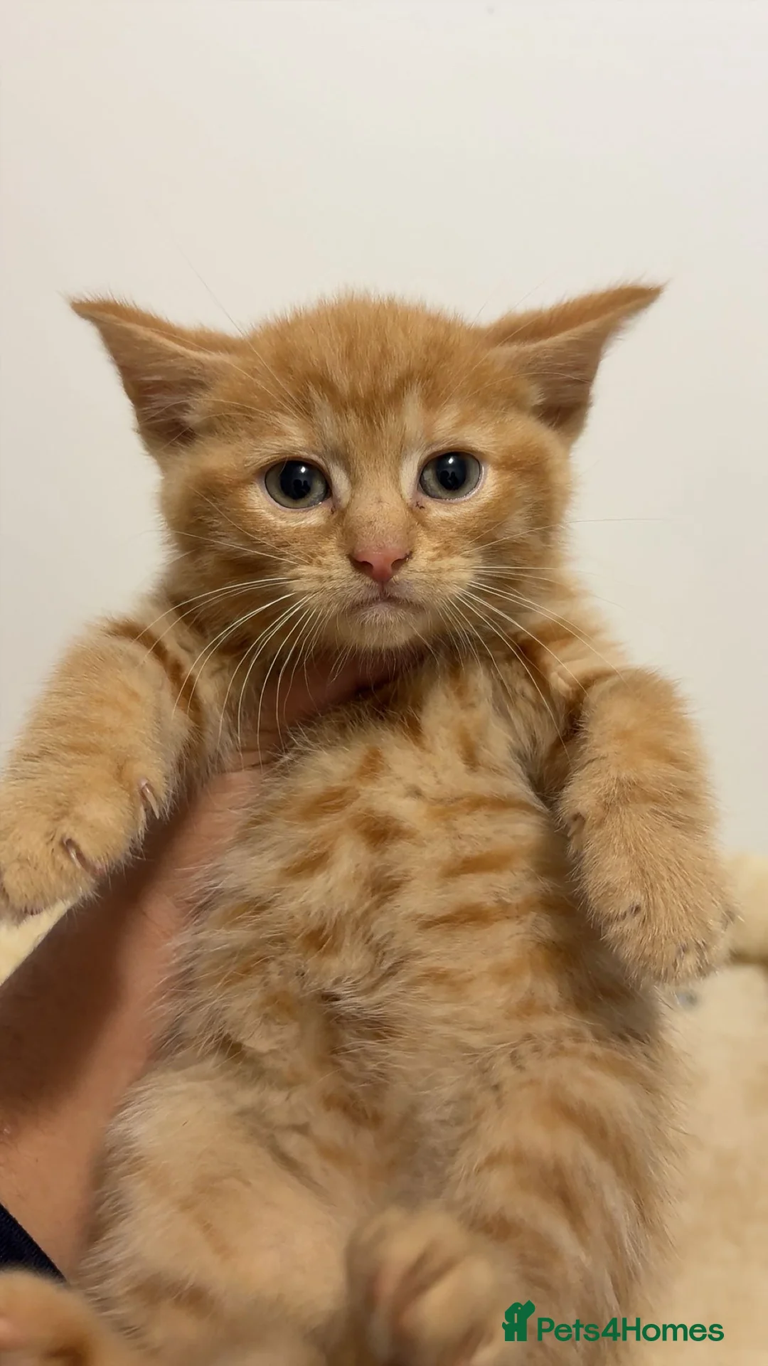 Mixed Breed cats for sale: X3 beautiful ginger kittens - ready to leave - Advert 7