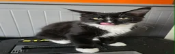 Maine Coon cats for sale: 1 Maine Coon Kitten Needing Home. - Advert 5