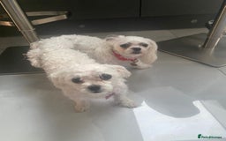 Maltese dogs for stud: 🌟Stunning KC Reg Korean Maltese boy for STUD in Waltham Cross - Image 11