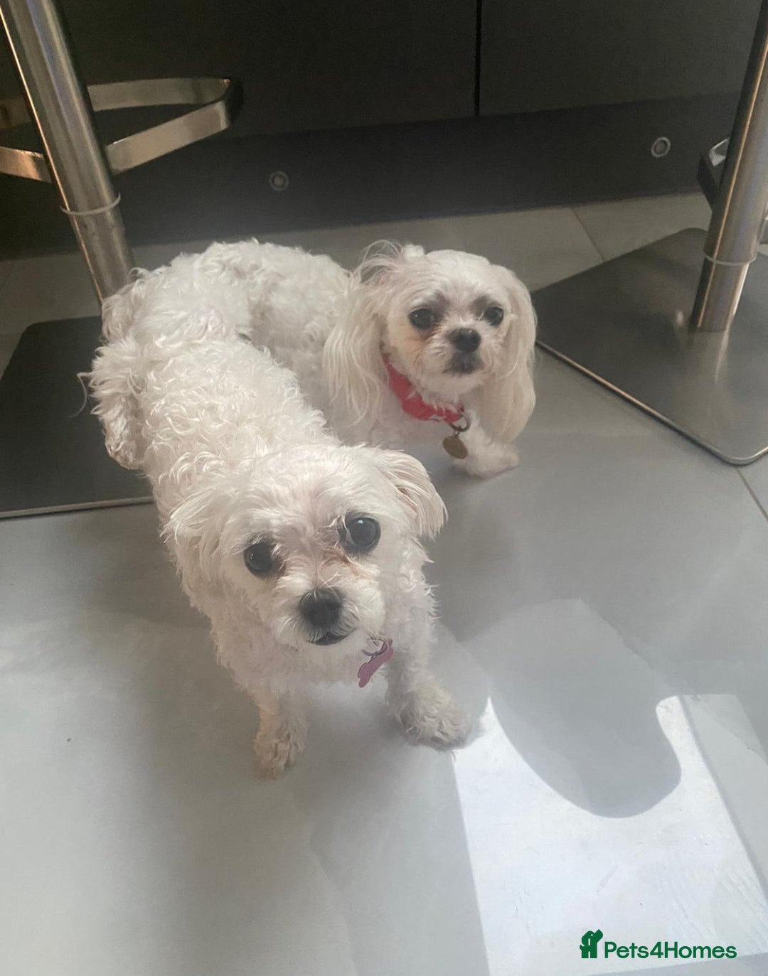 Maltese dogs for stud: 🌟Stunning KC Reg Korean Maltese boy for STUD in Waltham Cross - Image 11