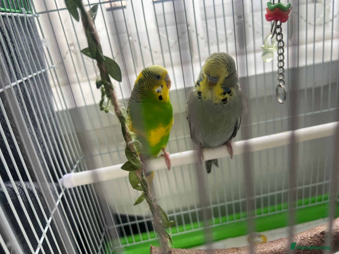 Budgerigars birds for sale: Friendly Budgies Looking for a New Home - Advert 1