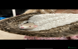 Rat rodents for sale:  2 FEMALE Rats- need Patient & Confident Owner - Advert 4