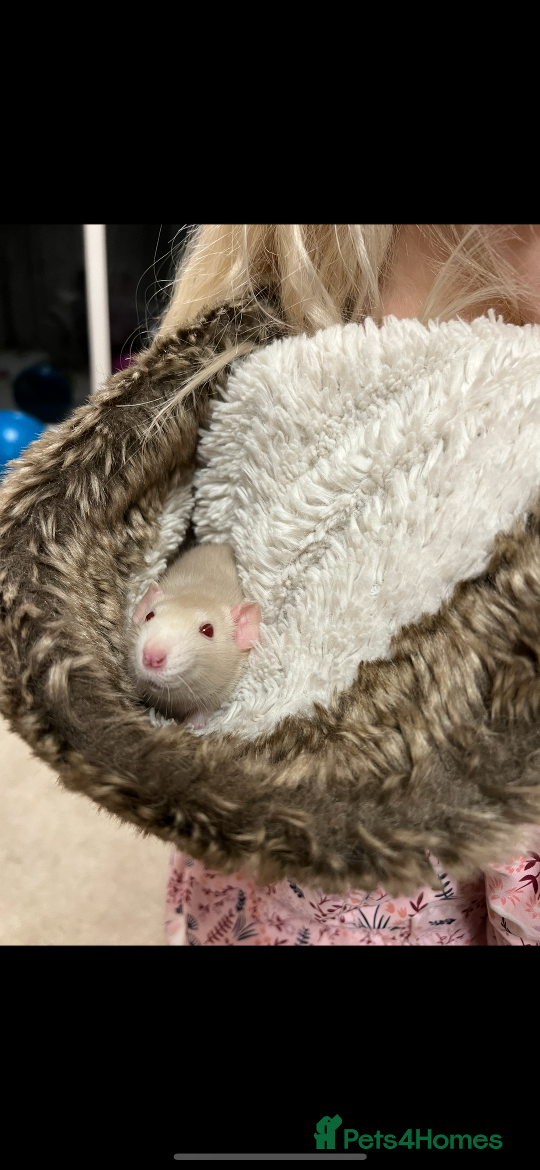 Rat rodents for sale:  2 FEMALE Rats- need Patient & Confident Owner - Advert 4