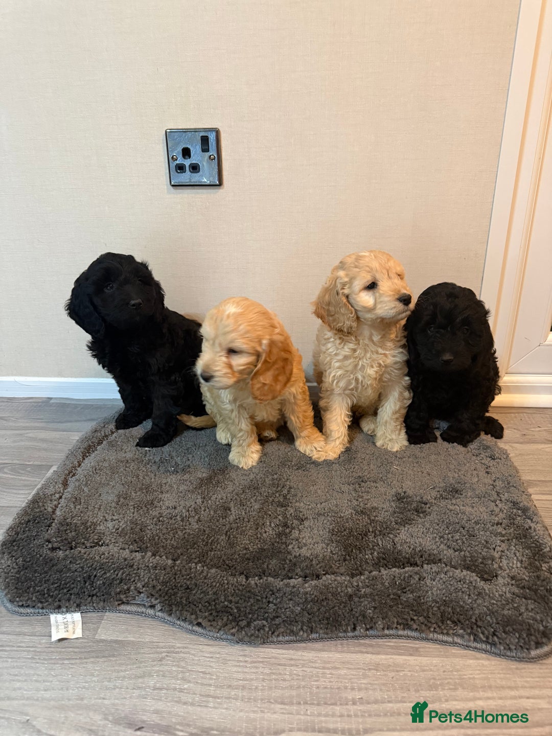 Cockapoo dogs for sale: Cockapoo puppies - Advert 6