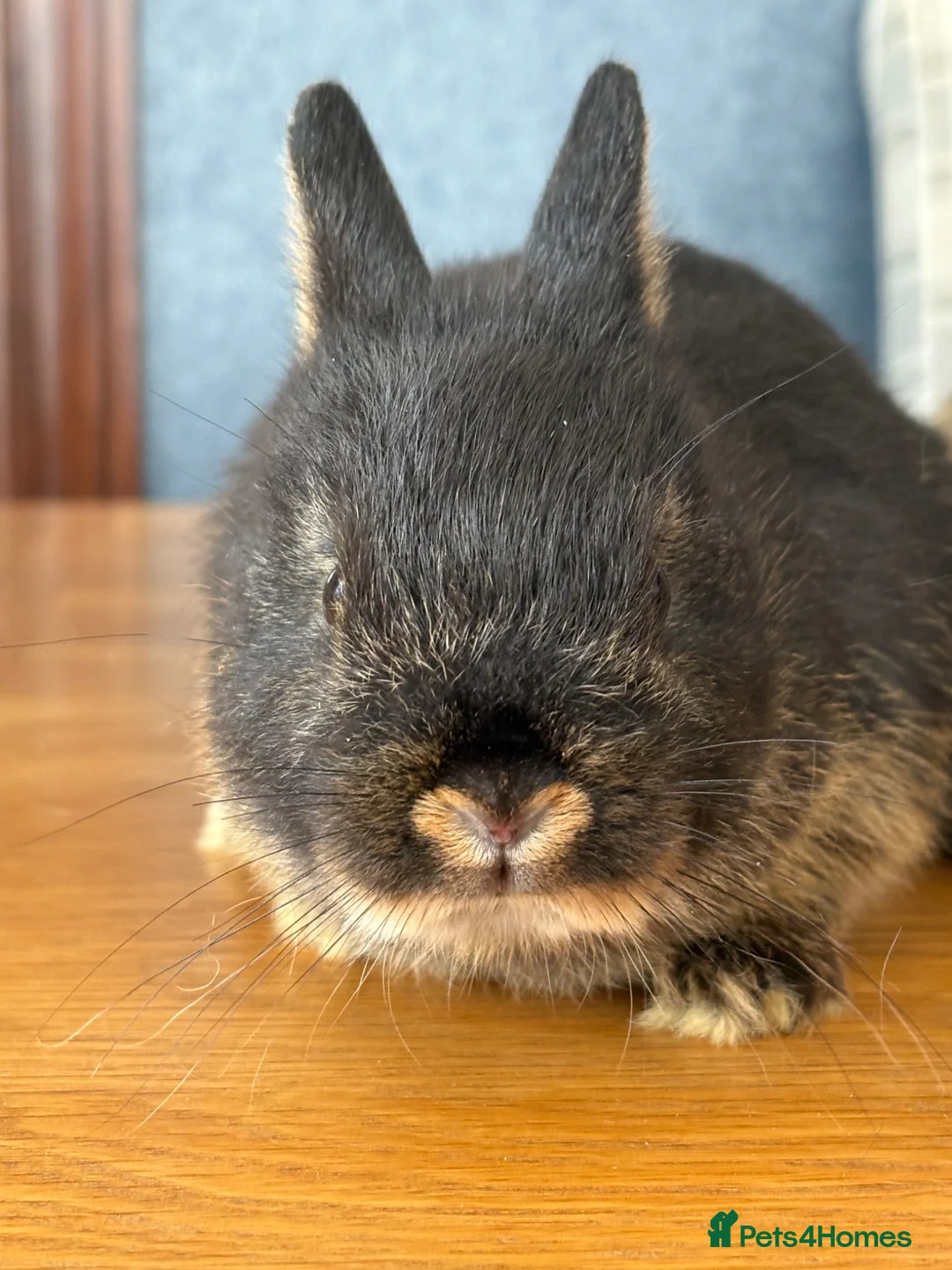Netherland Dwarf rabbits for sale: *Ready Now* 2 x Male Netherland Dwarf Bunnies 🐰  in Upminster - Advert 2