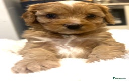 Cavapoo dogs for sale: ⭐️ Black & Tan Female Toy Cavapoo ⭐️ - Image 24