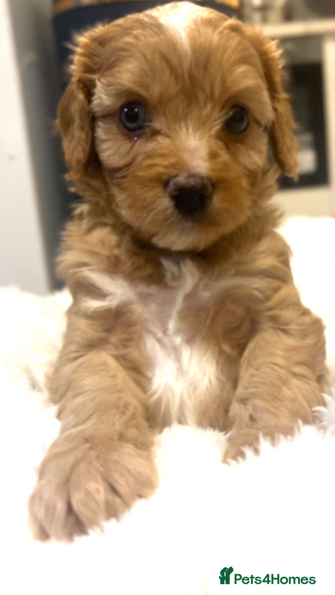 Cavapoo dogs for sale: ⭐️ Black & Tan Female Toy Cavapoo ⭐️ - Image 24