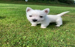West Highland Terrier dogs for sale: Pedigree West highland terriers  - Image 1