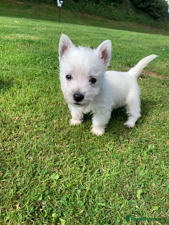 West Highland Terrier dogs - Advert 5