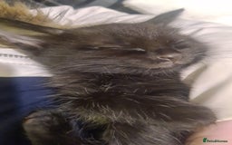 Mixed Breed cats for sale: Kittens for sale  - Advert 3