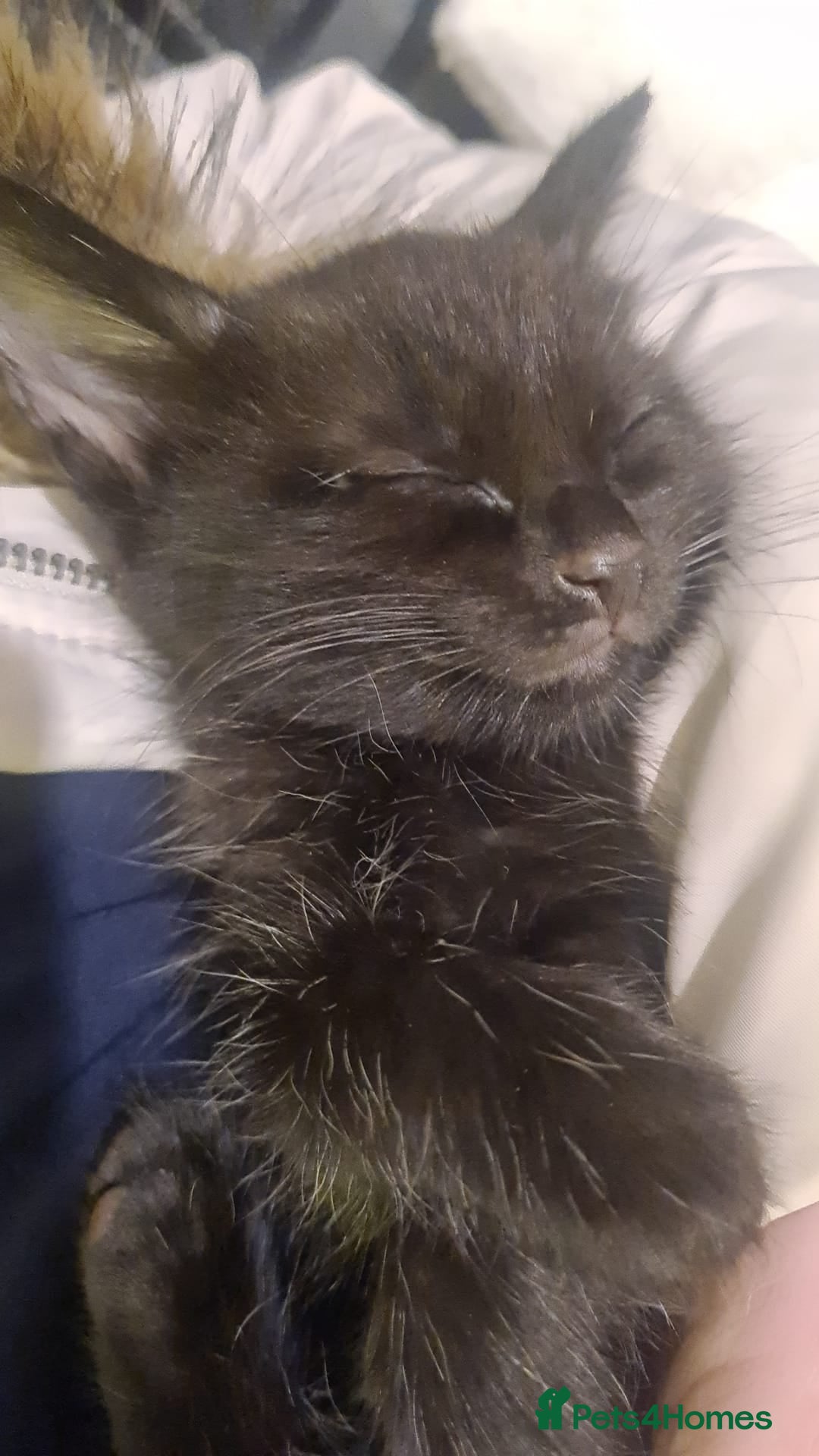 Mixed Breed cats for sale: Kittens for sale  - Advert 3