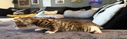 Mixed Breed cats for sale: Adorable Kittens  Little Fox Girls & 1 Cartoon Boy - Advert 11