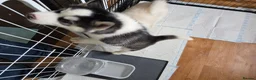 Siberian Husky dogs for sale: EBONY / ARYA SIBERIAN HUSKYS READY TO LEAVE  - Advert 35