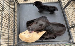 Cockapoo dogs for sale: Cockapoo puppies for sale  - Image 3