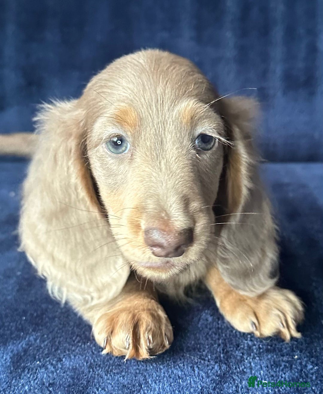 Miniature Dachshund dogs for sale: Isabella long haired boy available  - Advert 10