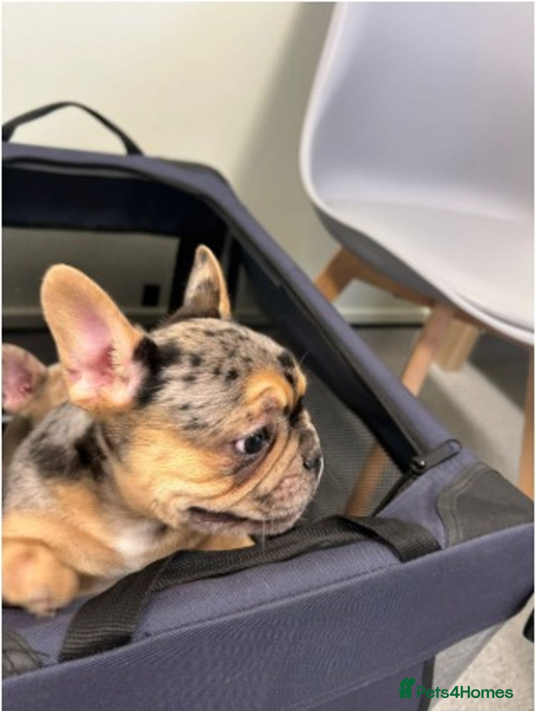 French Bulldog dogs for sale: Stunning French Bulldog Puppies for Sale  - Advert 13