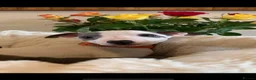 Whippet dogs for sale: Blue Kennel Club Registered Whippet pups - Advert 20