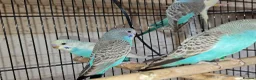 Budgerigars birds for sale: Super silly hand tamed baby budgies  - Advert 4
