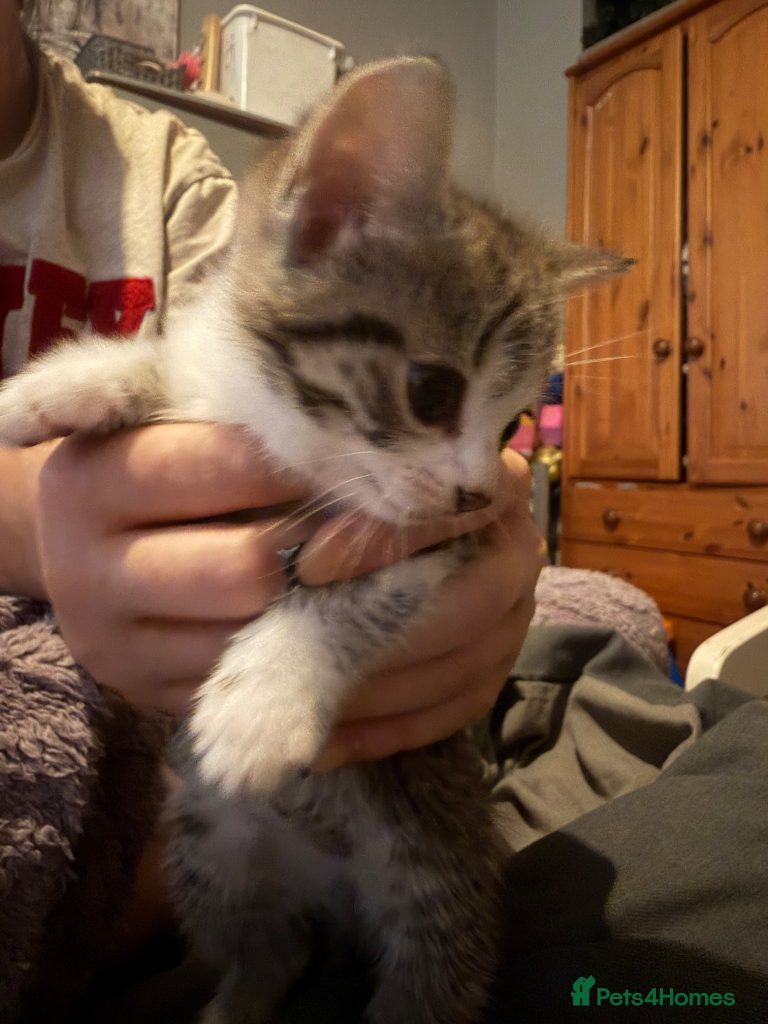 Mixed Breed cats for sale: Two tabby female kittens - Advert 6