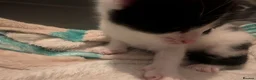 Mixed Breed cats for sale: Kittens in Ludlow - Advert 6