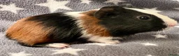 Guinea Pig rodents for sale: A Pair of Adorable Baby Guinea Pigs - Advert 3