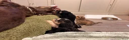 Mixed Breed dogs for sale: 4 Double Doodle Little Girls Available  - Advert 10