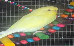 Budgerigars birds for sale: Budgies - Image 9
