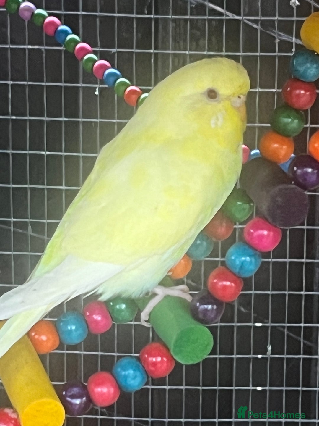 Budgerigars birds for sale: Budgies - Image 9