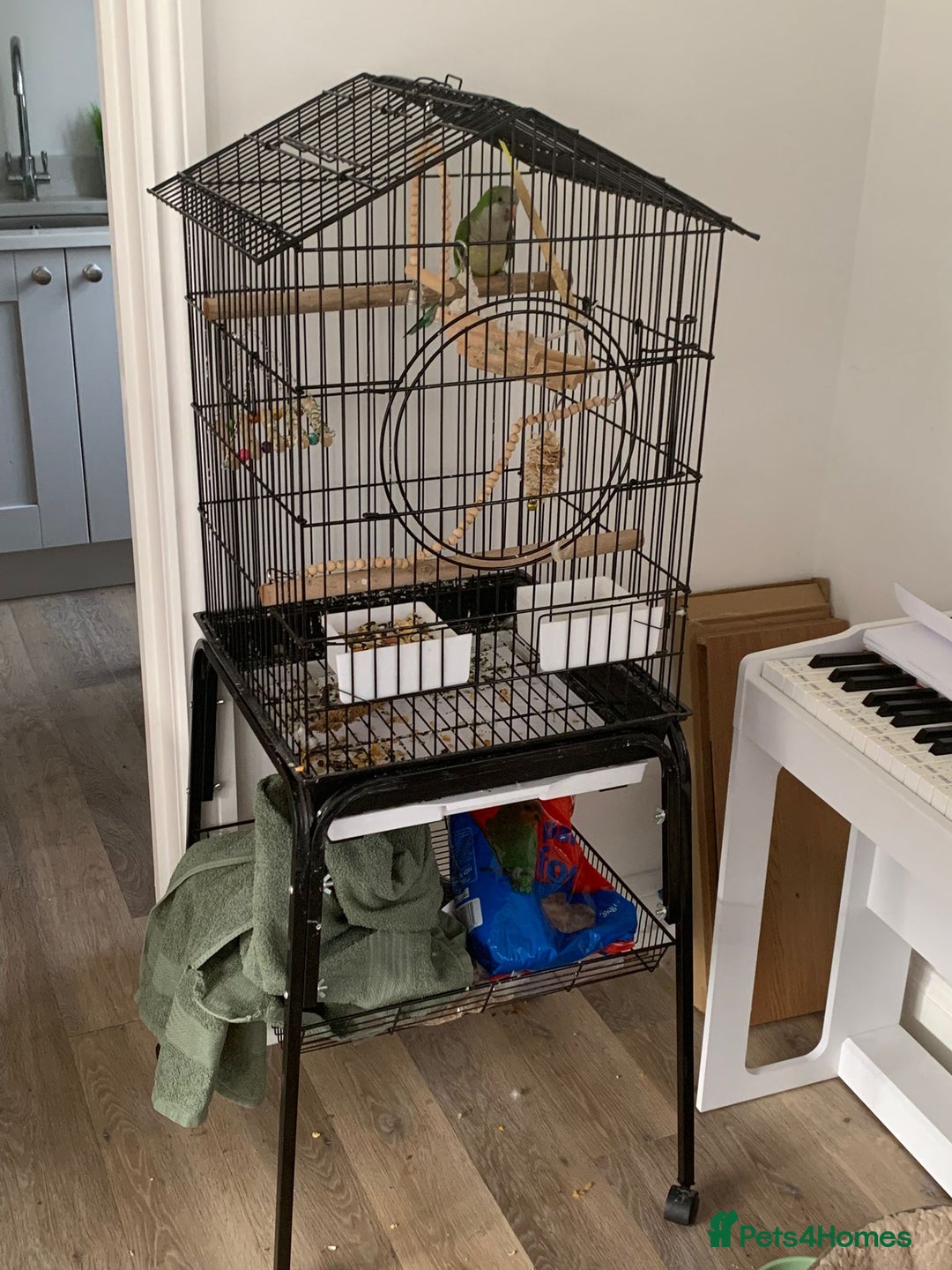 Parrots birds for sale: Quacker parrot  - Advert 2