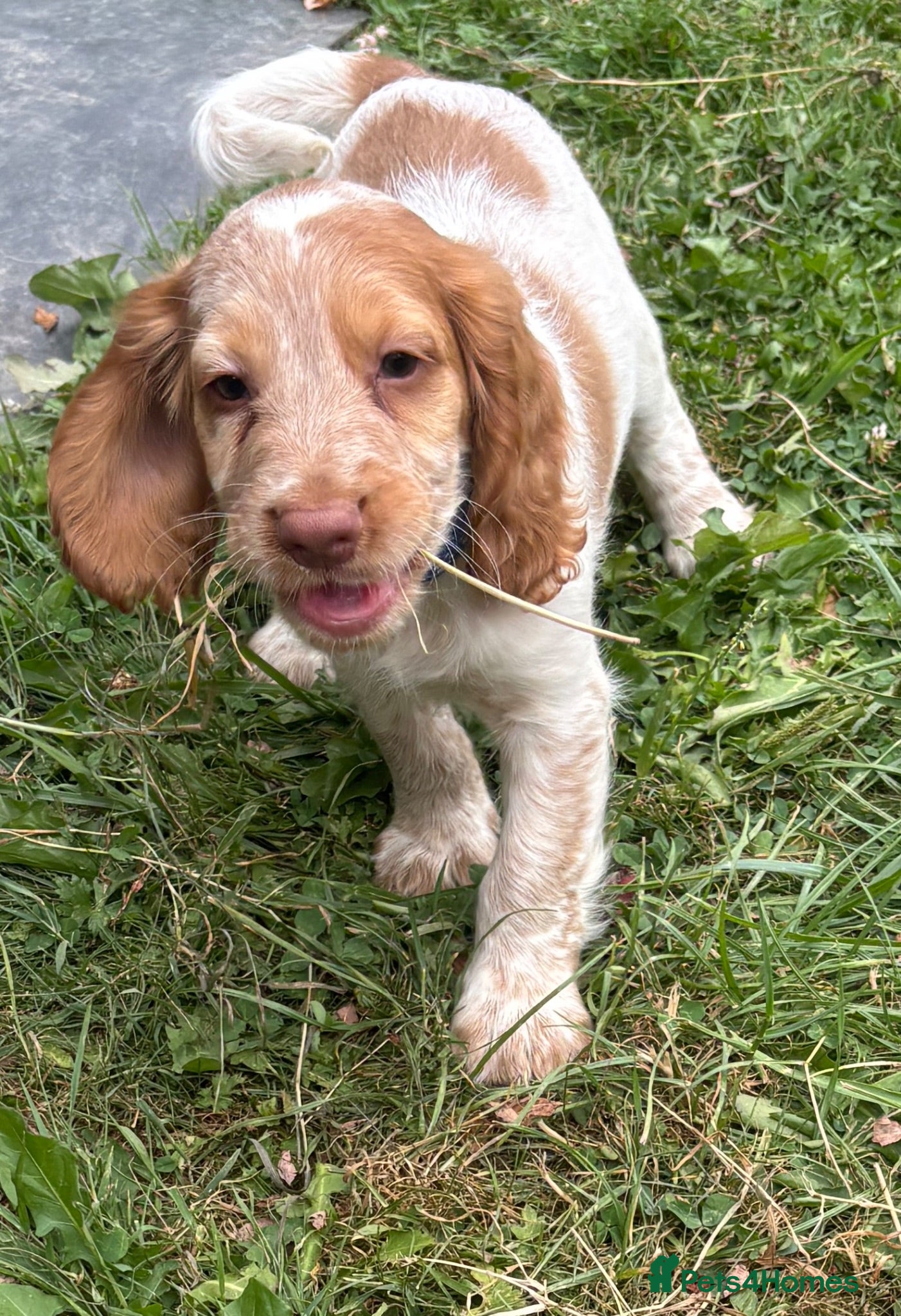 Cocker Spaniel dogs KC Registered GOLD ROAN BOY available  - Advert 2